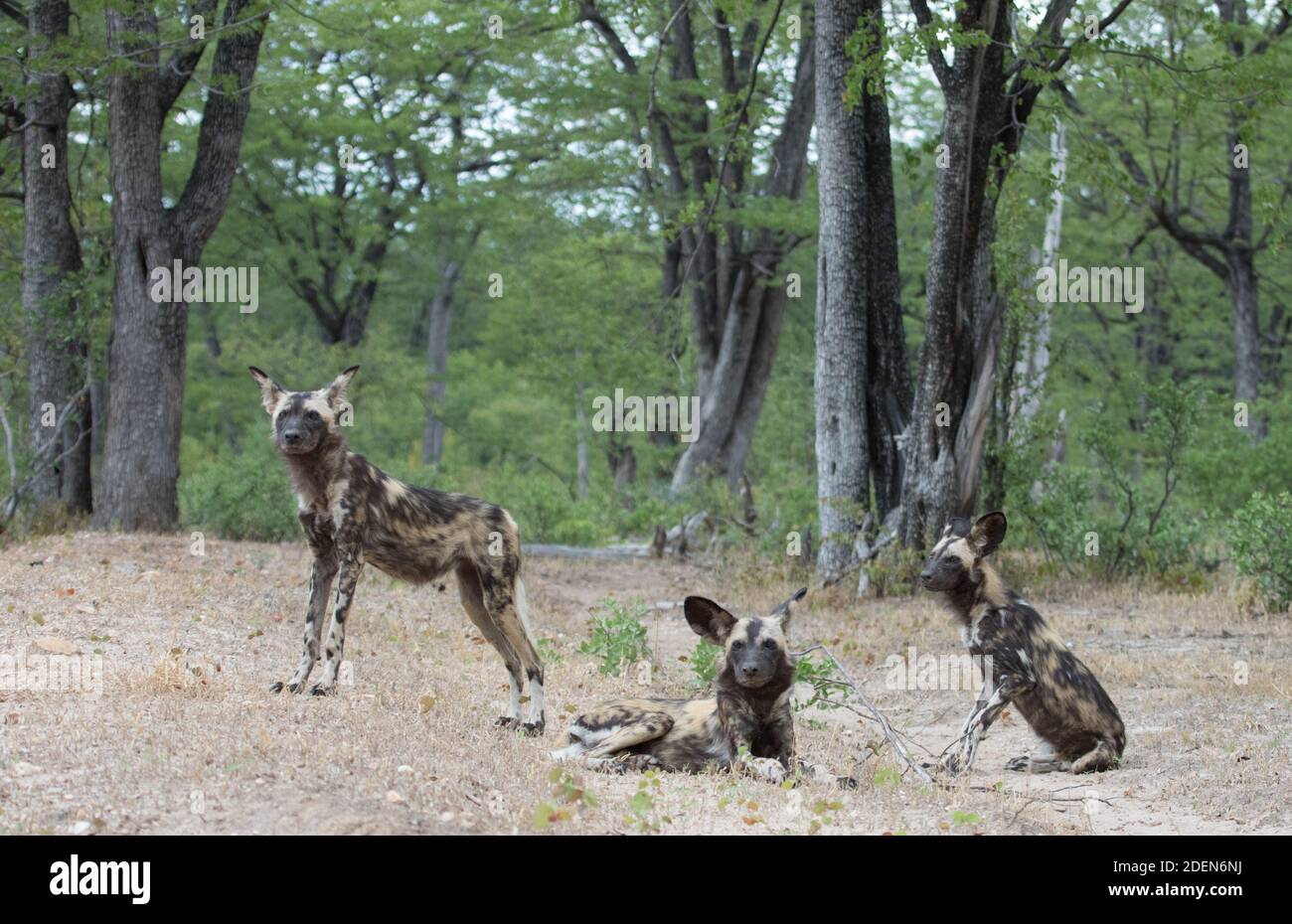 Tre cani selvatici africani o Lupi dipinti, Lycaon pictus, che riposa in una radura nella foresta di mopane, Mana Pools National Park, Zambesi Valley, Zimbabwe Foto Stock