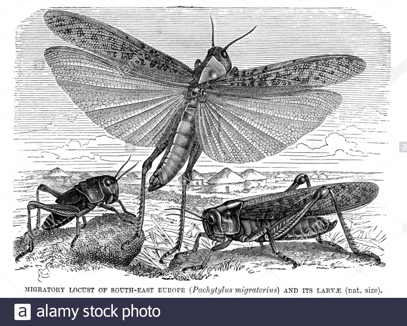 Locust migratorio e le sue larve, illustrazione d'annata del 1896 Foto Stock