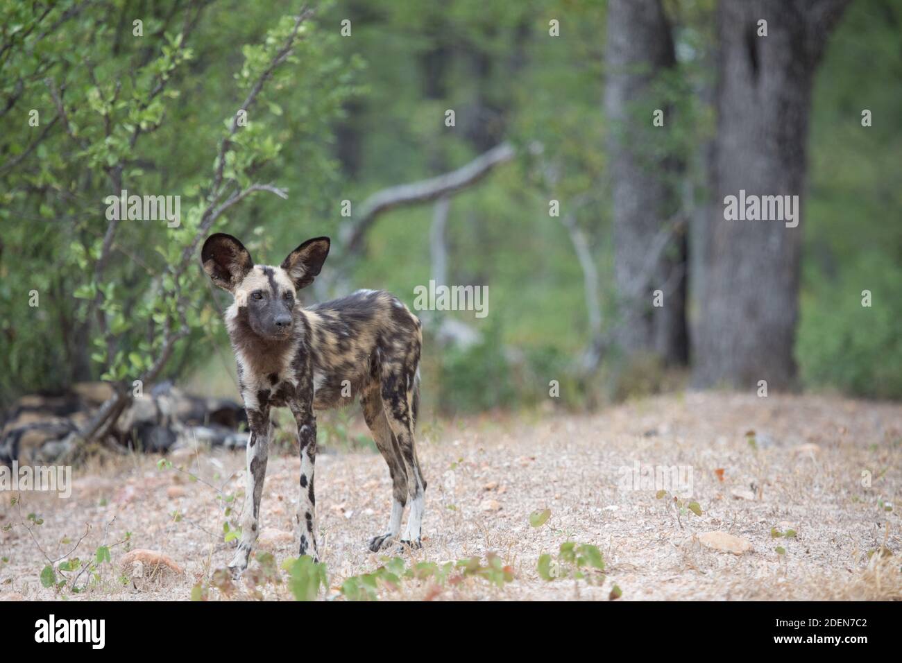 Uno di un pacchetto di 12 cani selvatici africani (lupi dipinti), Lycaon Pictus, nel Parco Nazionale di Mana Pools, Zimbabwe Foto Stock