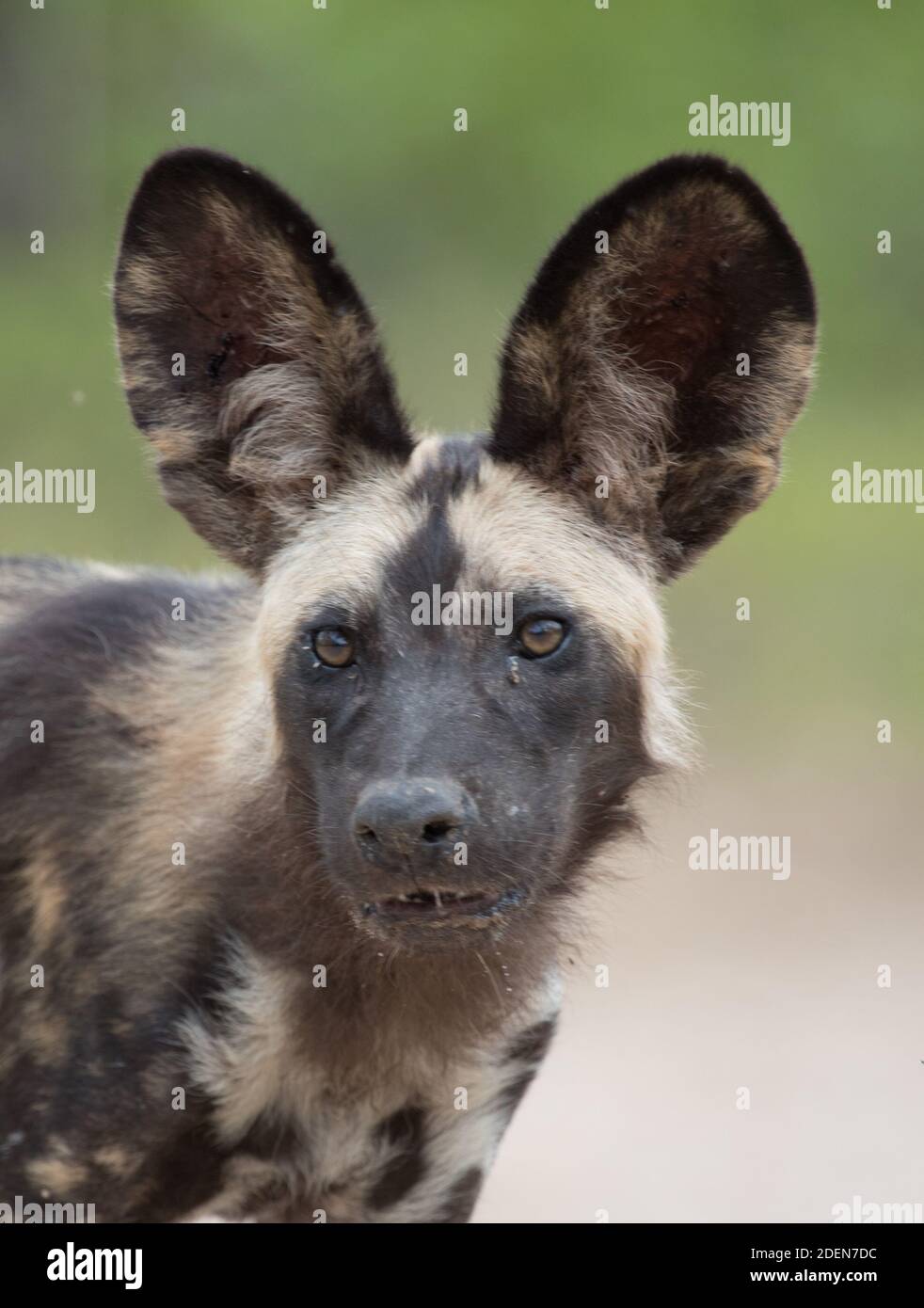 Primo piano ritratto di un cane selvatico africano o lupo dipinto (Lycaon pictus) a Mana Pools National nella valle dello Zambesi, Zimbabwe. Specie in pericolo. Foto Stock