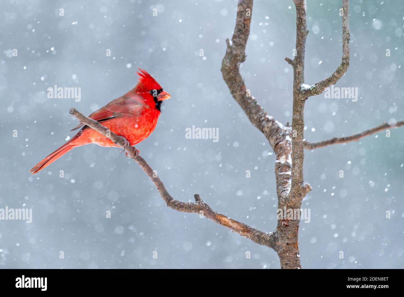 cardinale del nord nel mio background Foto Stock