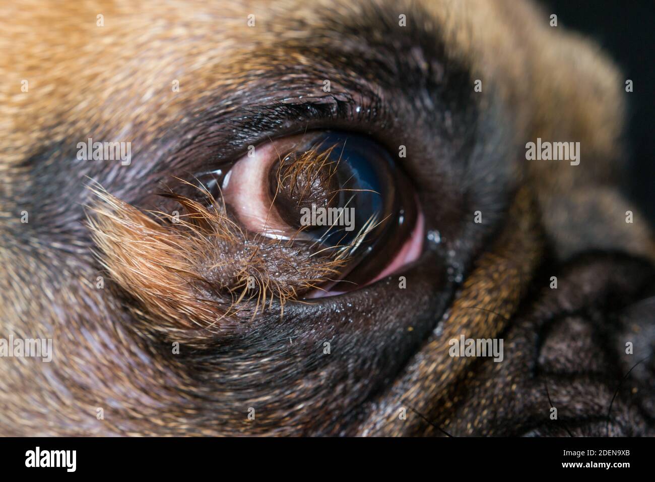 foto ravvicinata di un occhio di bulldog francese con dermoide corneale  Foto stock - Alamy