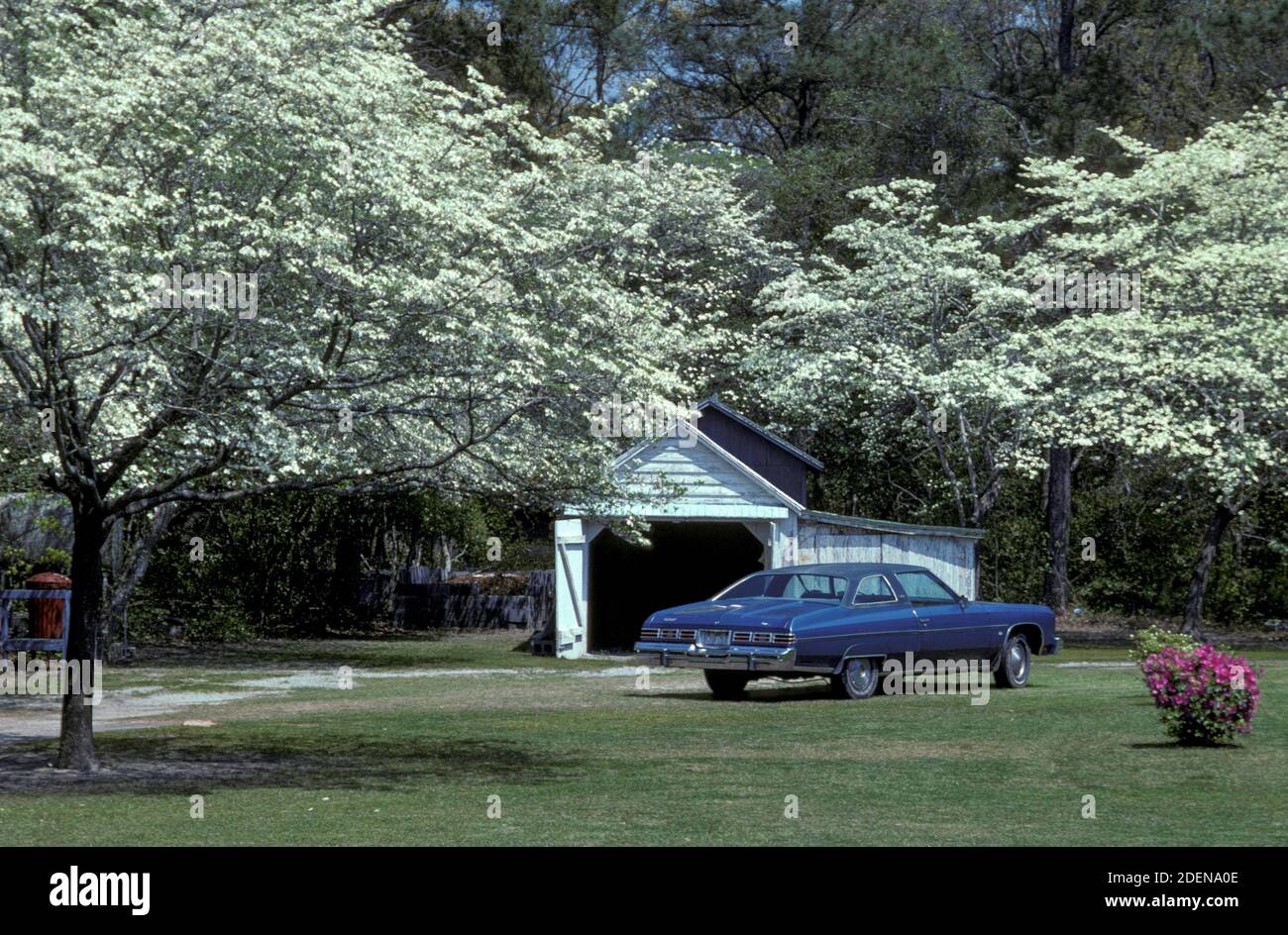 USA, profondo Sud, Sud-est, Dixie, Carolina del Nord, Contea di dare, Isola di Roanoke, alberi di dogwood in fiore Foto Stock