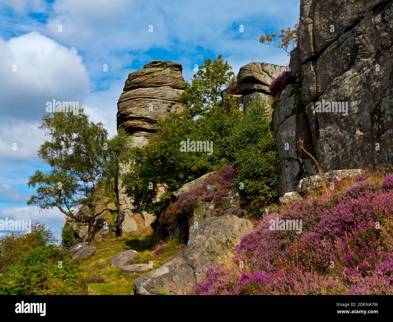 Erica di fine estate su Froggatt Edge una scarpata di pietra gritstone nella zona di Dark Peak del Peak District National Park, nel Derbyshire, Inghilterra Regno Unito Foto Stock