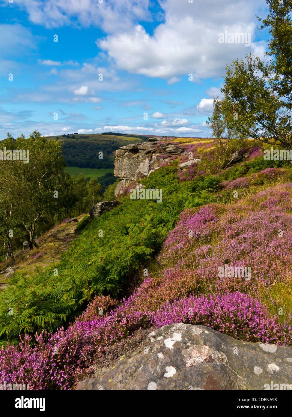 Erica di fine estate su Froggatt Edge una scarpata di pietra gritstone nella zona di Dark Peak del Peak District National Park, nel Derbyshire, Inghilterra Regno Unito Foto Stock