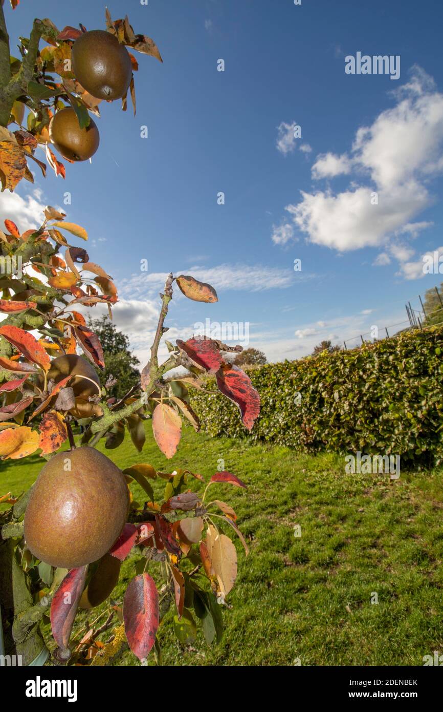 Pyrus communis 'Worcester nero' pera da cucina che cresce su un trellis contro un cielo azzurro soleggiato Foto Stock