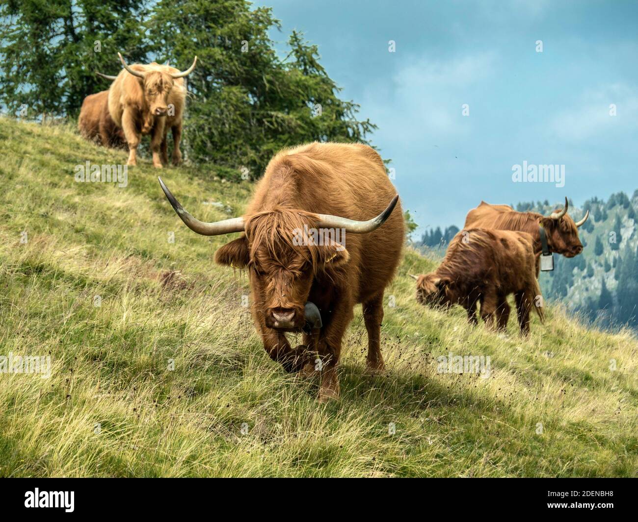 Schottisches Hochlandrind auf Tessiner Alp Foto Stock