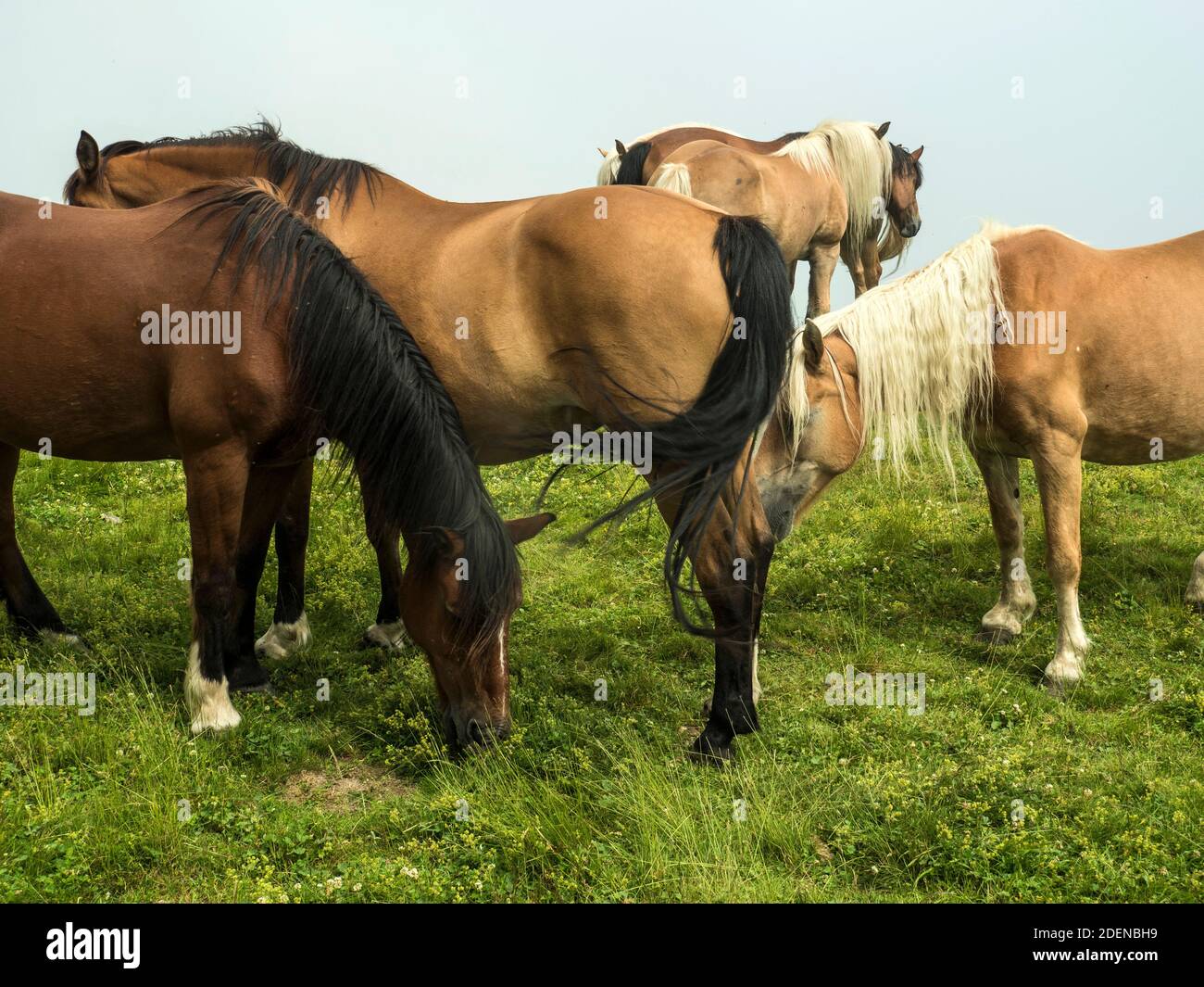 Pferdeherde auf dem Gazzirola Foto Stock