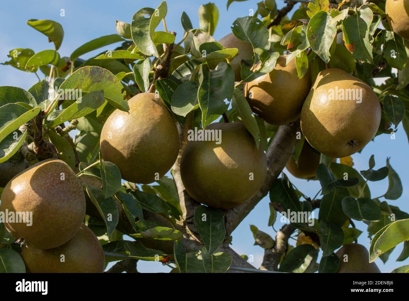 Pyrus communis 'Worcester nero' pera da cucina che cresce su un trellis contro un cielo azzurro soleggiato Foto Stock