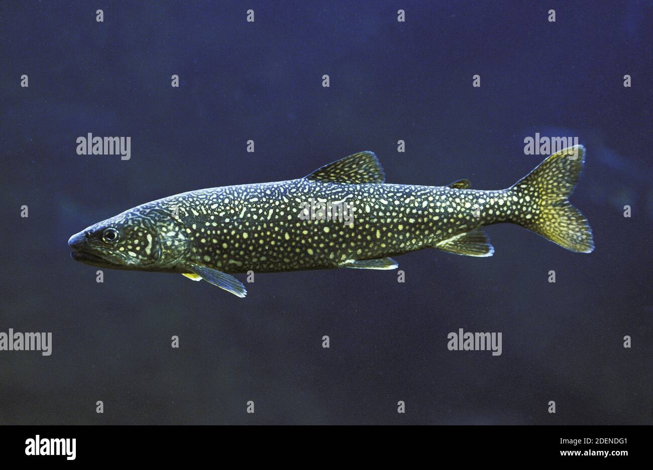 Trota di lago, Salvelinus namaycush, adulto, Canada Foto Stock