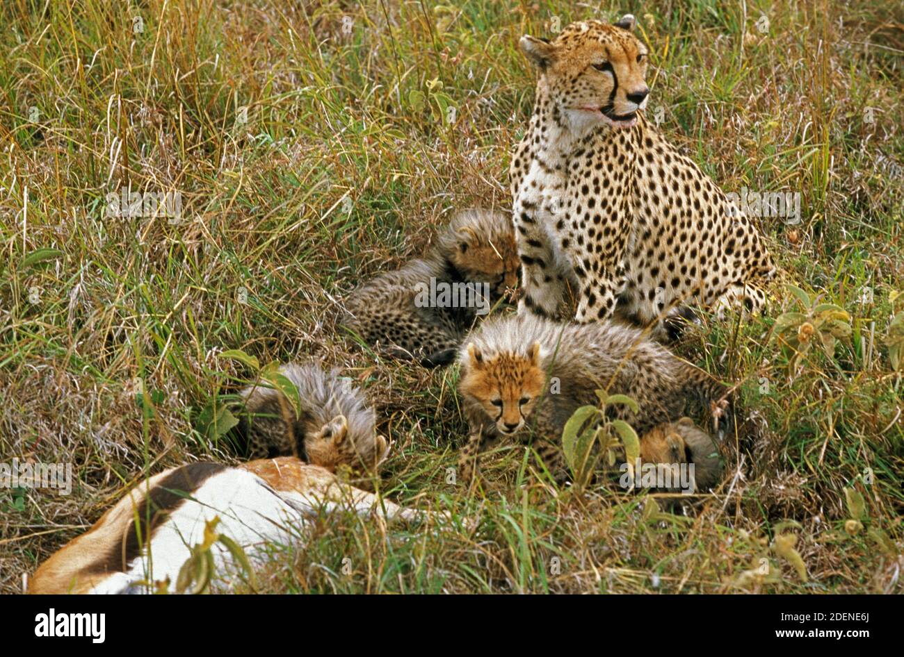 Cheetah, achinonyx jubatus, femmina con Cub con un Gazelle Kill di Thomson, Masai Mara Park in Kenya Foto Stock