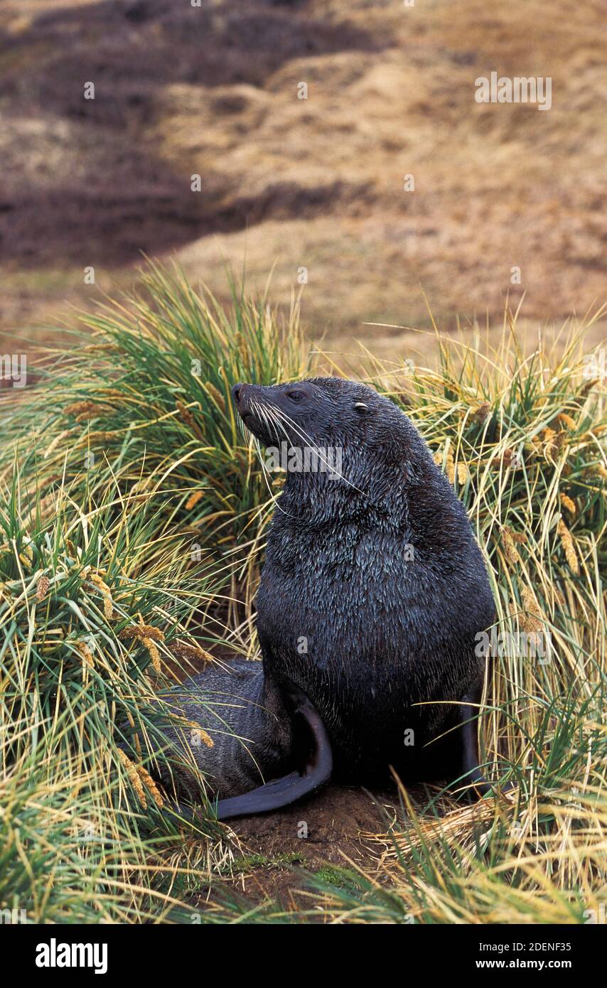 Foca antartica, gazzella arctocephalus, adulto in piedi in erba lunga 350098 Gerard LACZ Foto Stock