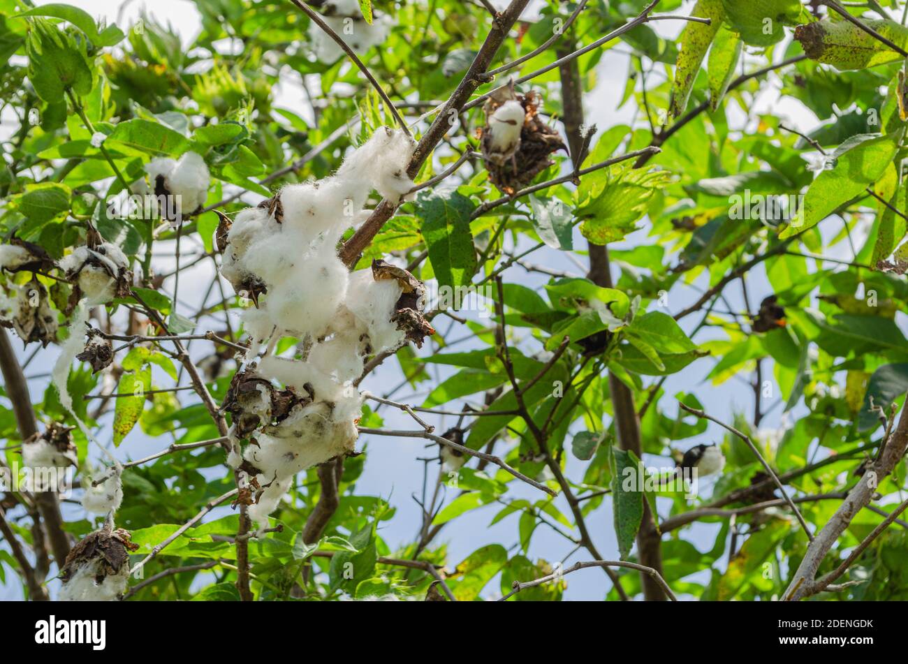 Gossypium cotone su albero Foto Stock