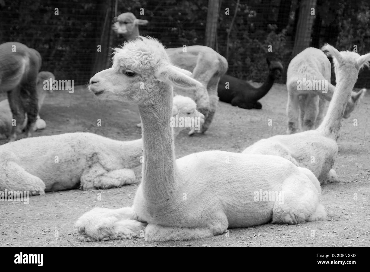 Grande alpaca bianca che si stese con le gambe ripiegate in un gruppo di alpaca allo Zoo di Pittsburgh. Foto Stock