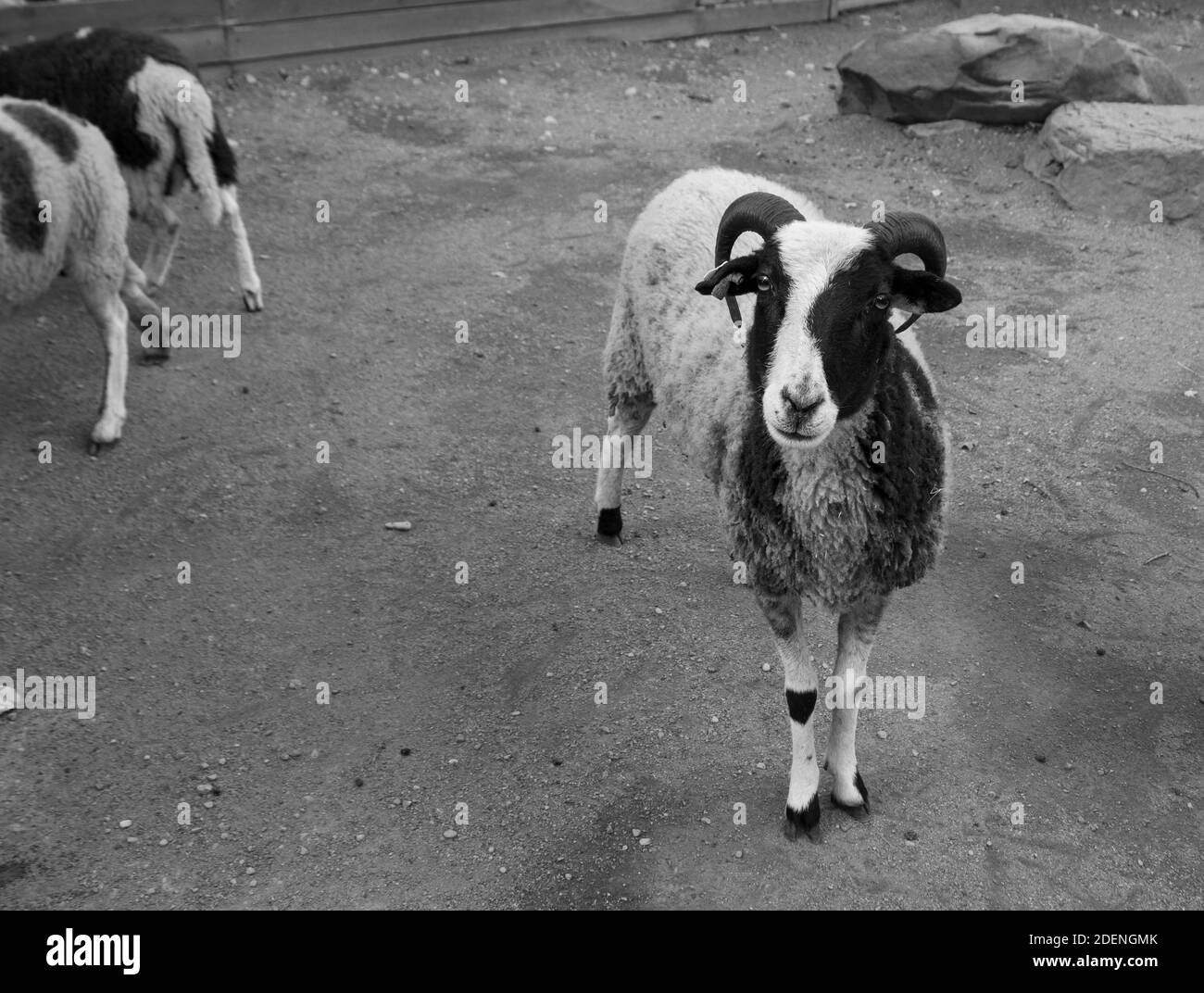 Una capra di colore bianco e nero con corna fissa alla macchina fotografica per una foto. Foto Stock