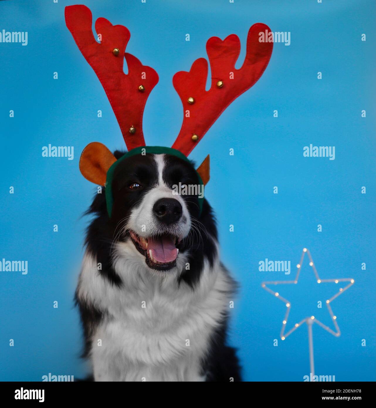 Happy Border Collie con Renne Antlers sorride isolato su Blue. Cane bianco e nero e umore di Natale. Foto Stock