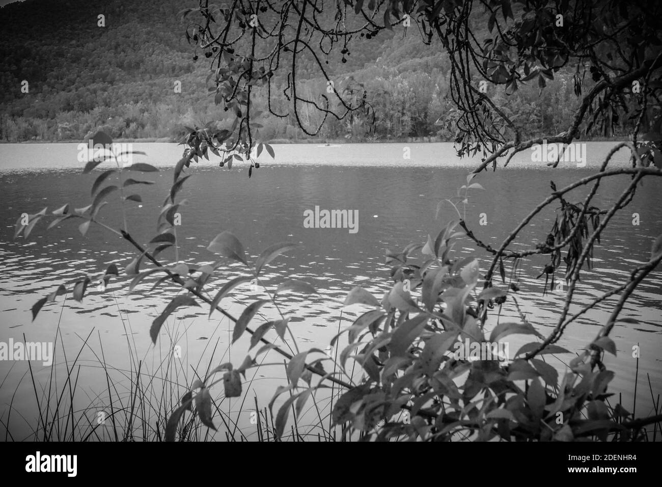 lago naturale con piante in bianco e nero banyoles, girona. Foto Stock