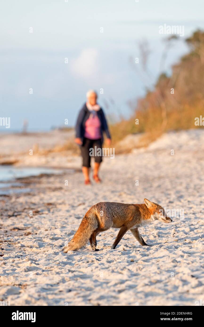 Volpe rossa urbana (Vulpes vulpes) tollerare gli esseri umani / le persone mentre foraggiano sulla spiaggia lungo la costa Foto Stock