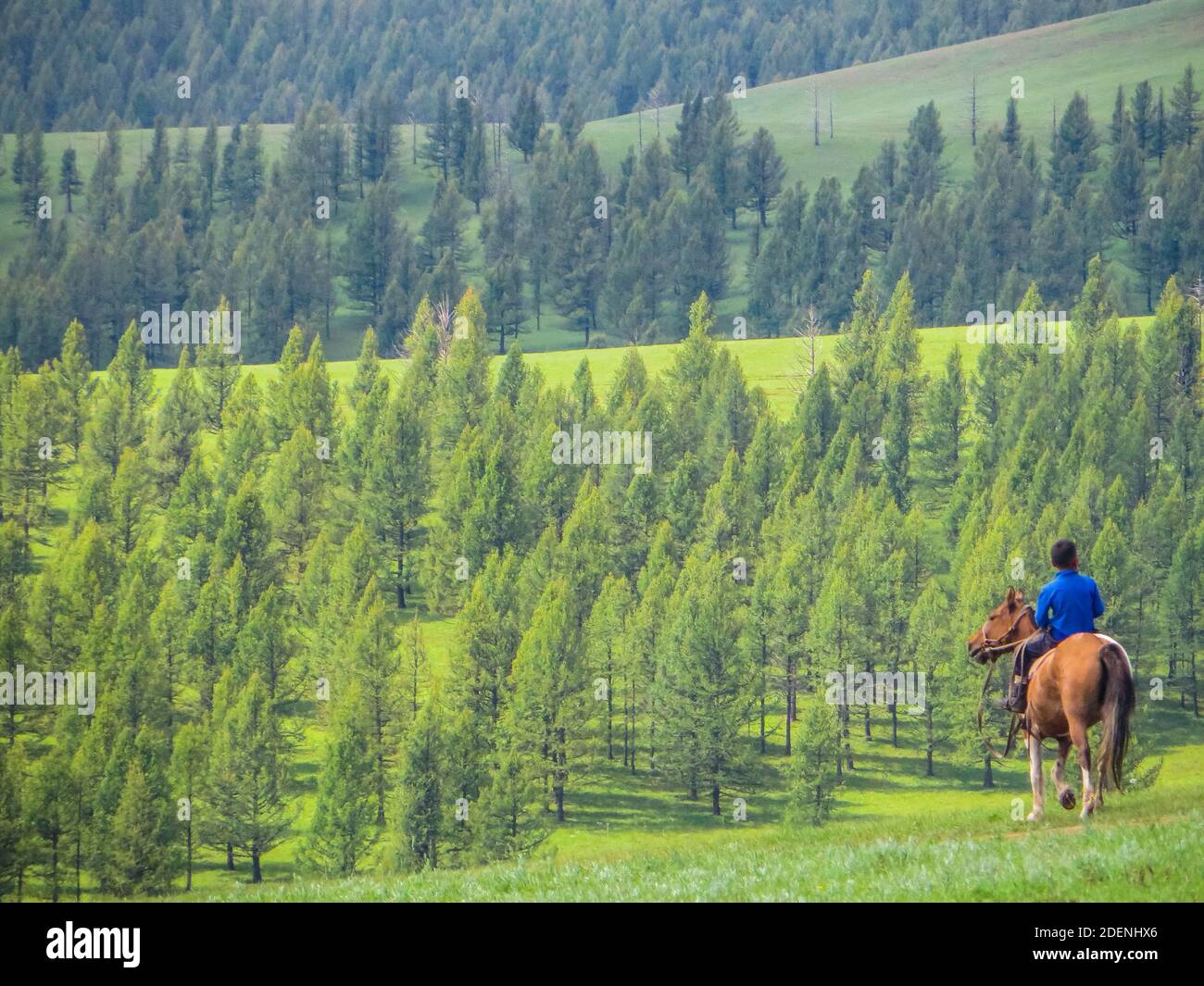Ragazzo che attraversa le montagne della Mongolia settentrionale. Il ragazzo condusse un gregge di cavalli. Foto Stock