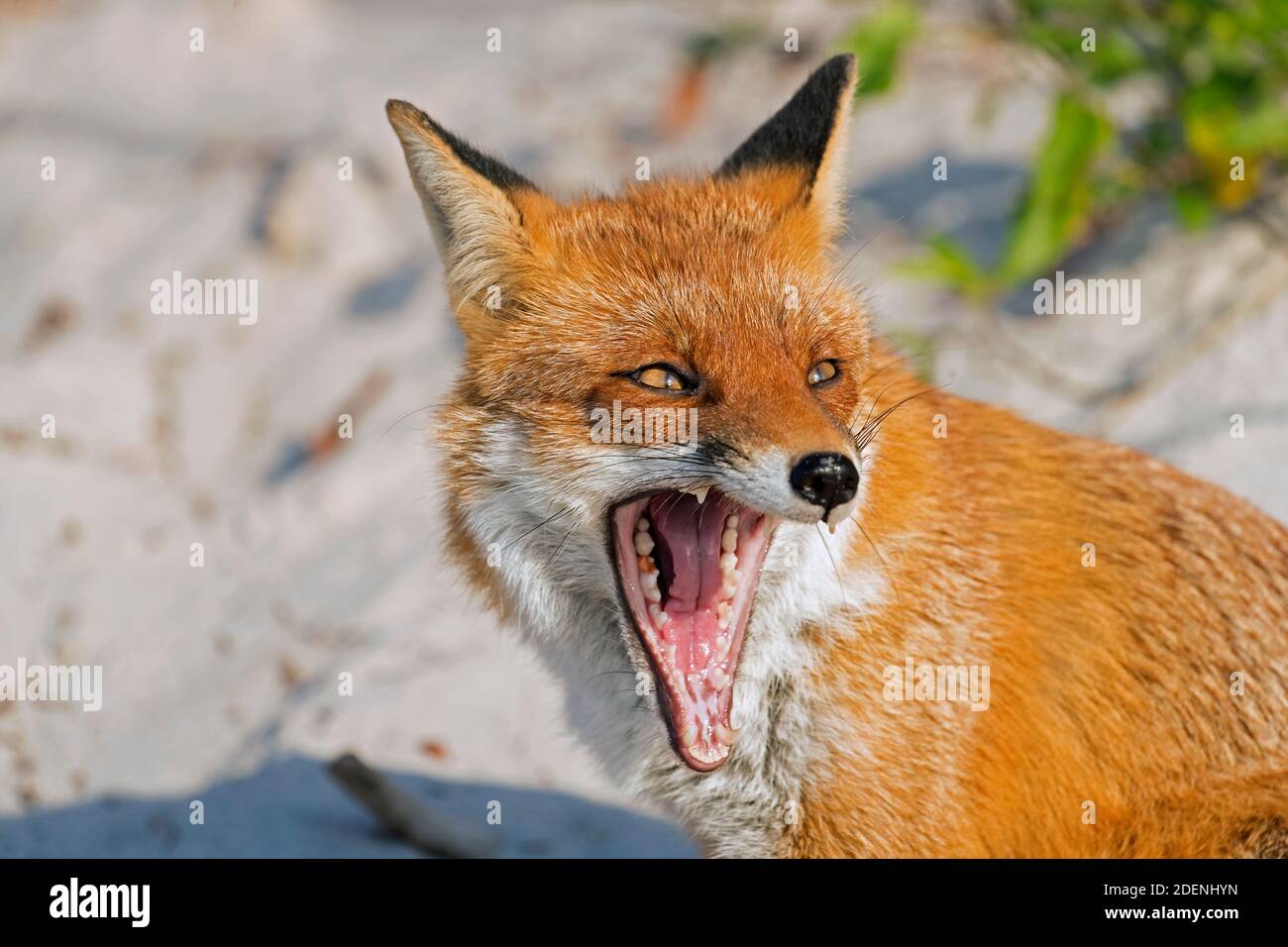 Volpe rossa (Vulpes vulpes) primo piano della testa che mostra i denti in bocca aperta mentre sbadigliare sulla spiaggia Foto Stock