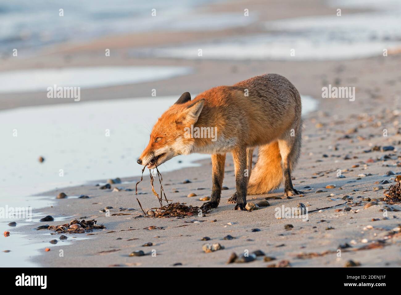 Volpe rossa (Vulpes vulpes) foraggio sulla spiaggia sabbiosa lungo la costa e mangiare alghe Foto Stock