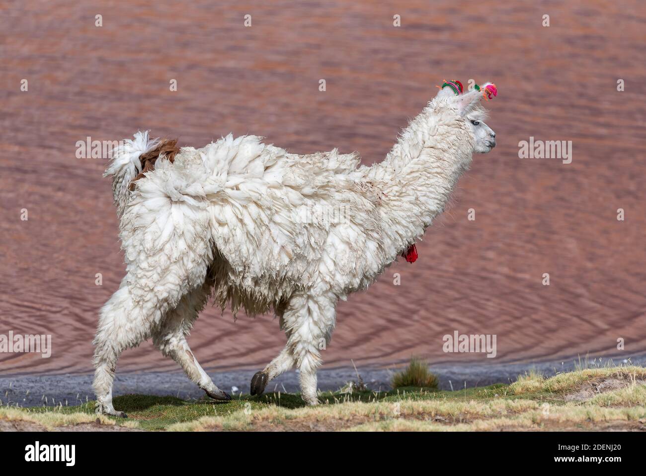 A lama (camelide nativo del Sud America) In un lago rosa dell'altiplano in Bolivia Foto Stock