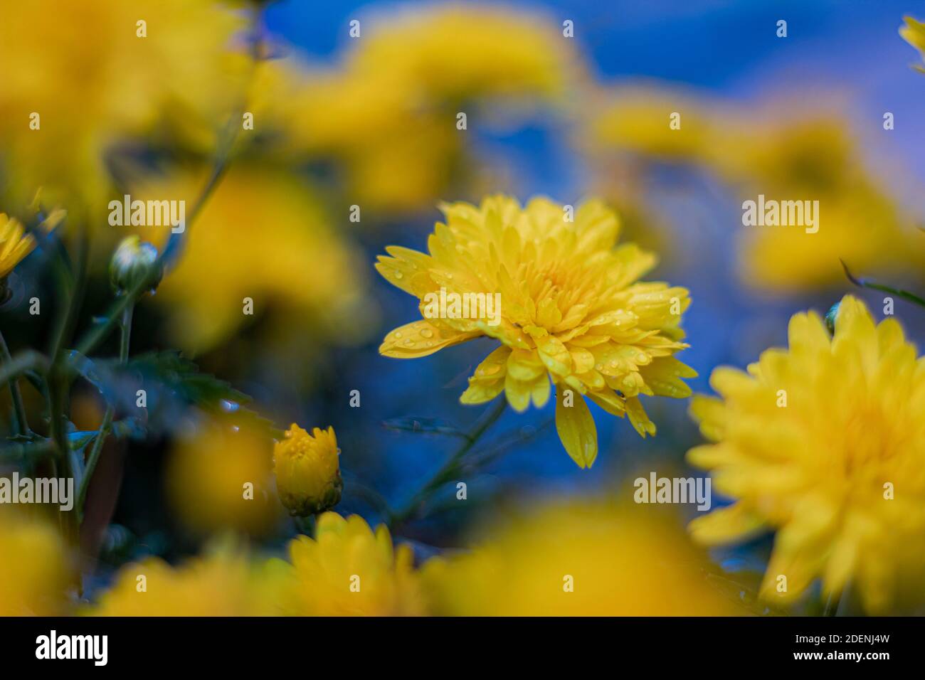 Un crisantemo giallo tra un grande gruppo di crisantemi bagnati dalla pioggia. Foto Stock