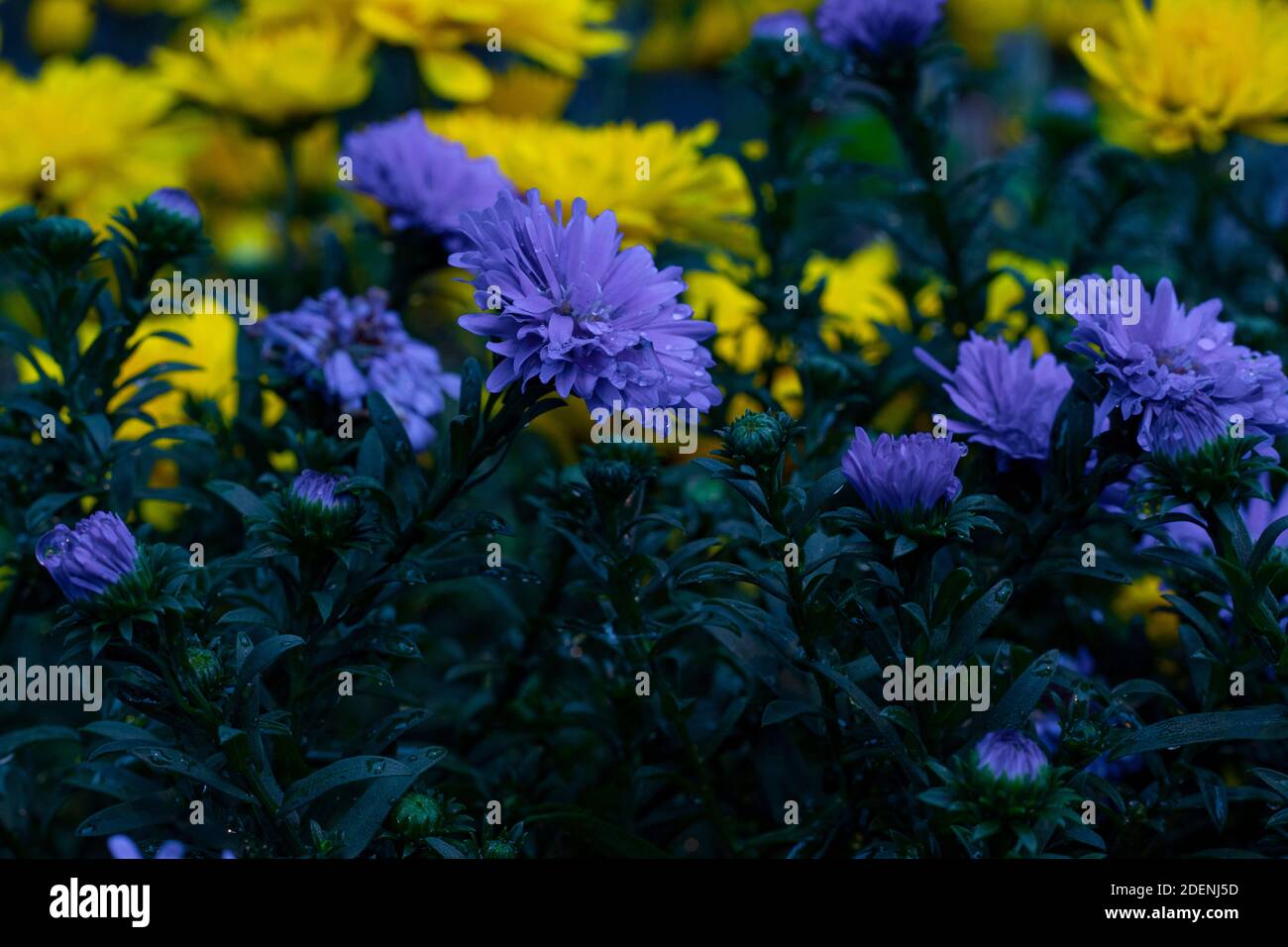 Crisantemi porpora e giallo in un gruppo che sono bagnati dalla pioggia. Foto Stock