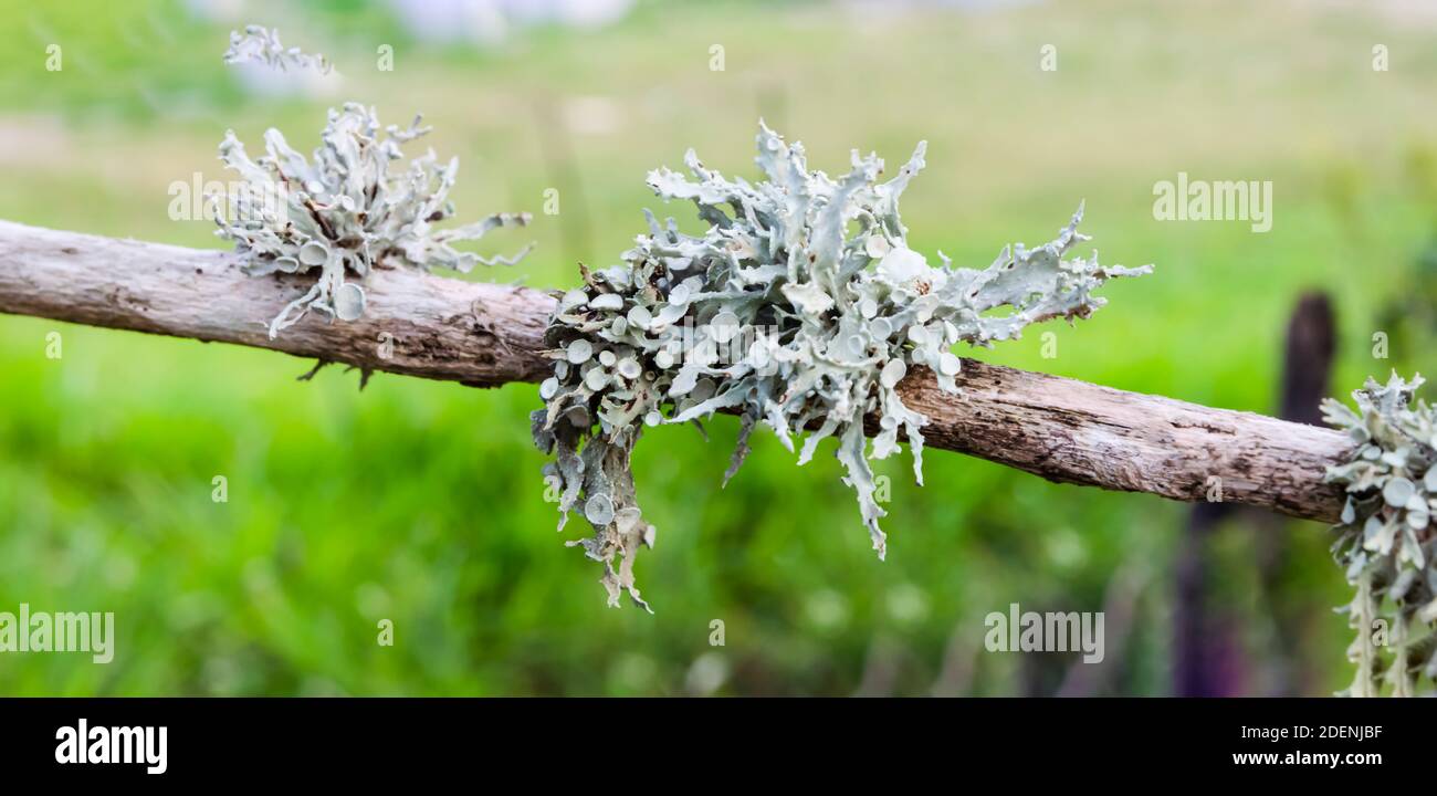 Cladonia Rangiferina Lichen su bastone Foto Stock