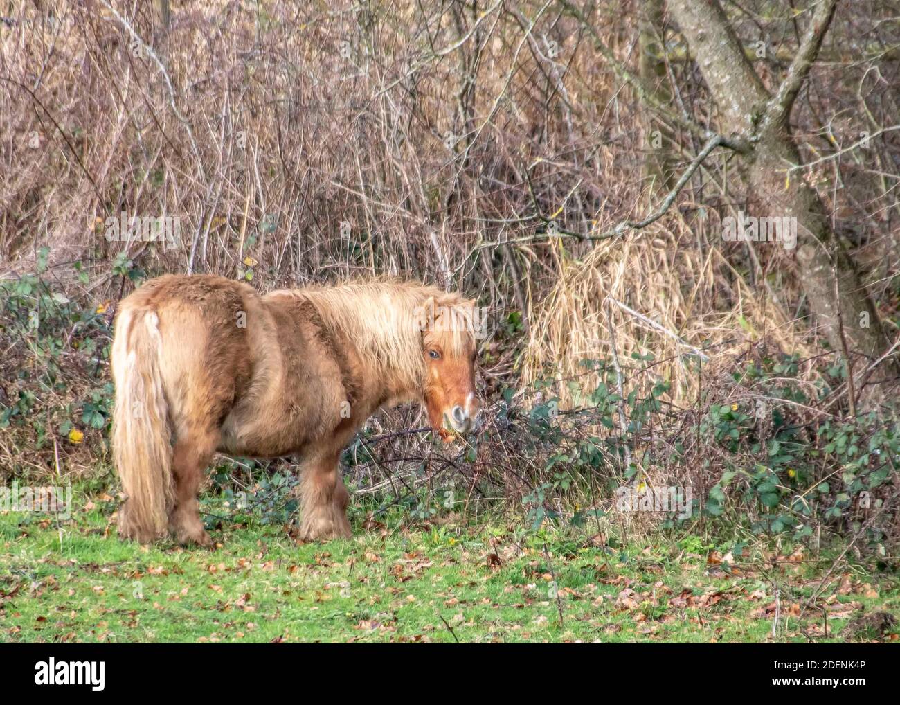 carino piccolo pony munching su erba Foto Stock