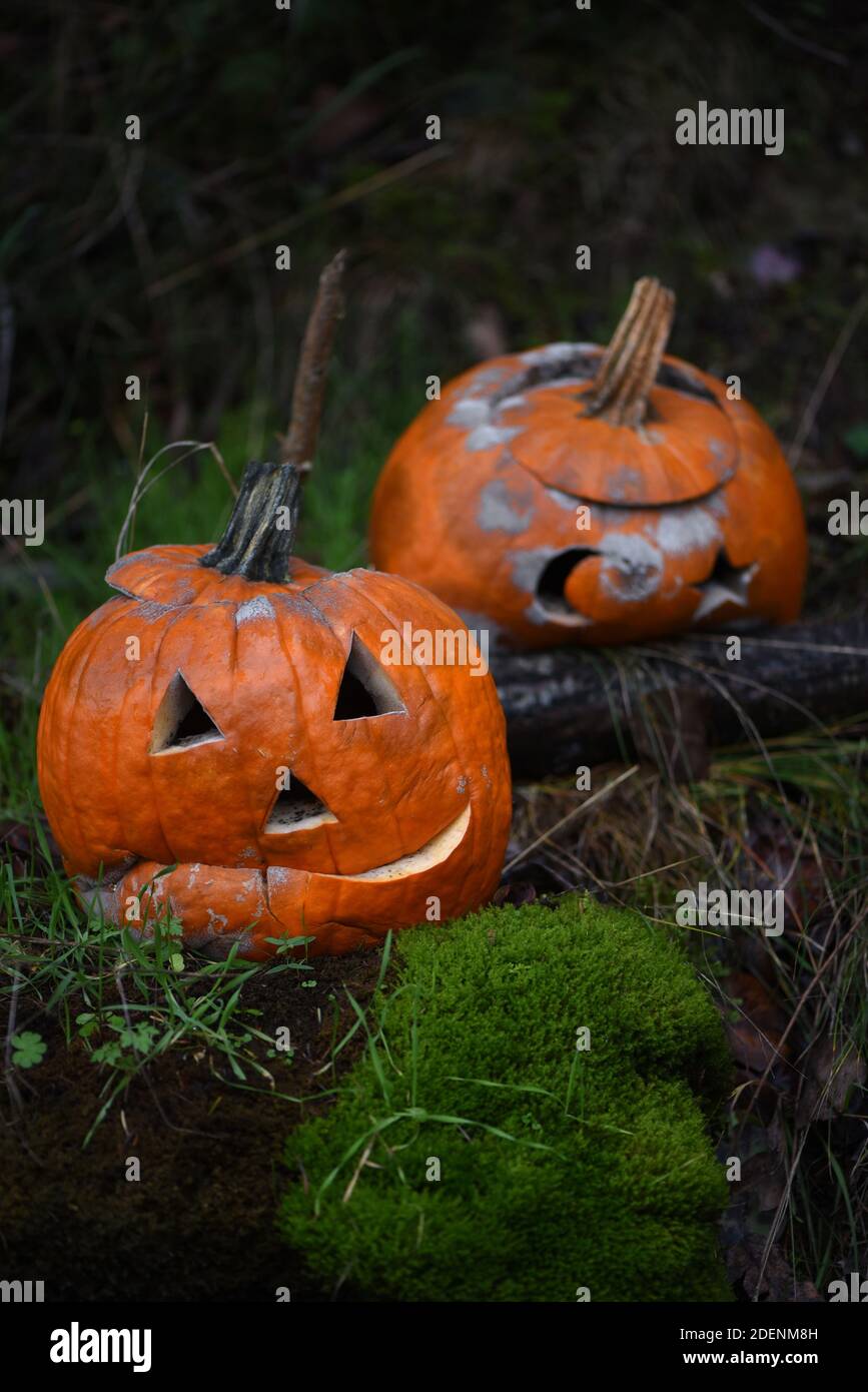 Le zucche di Halloween Jack-o-lantern decadenti si siedono su una banca di muschio Foto Stock