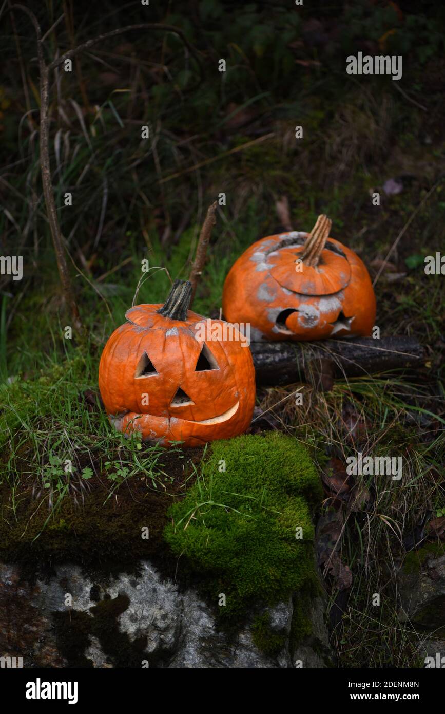 Le zucche di Halloween Jack-o-lantern decadenti si siedono su una banca di muschio Foto Stock