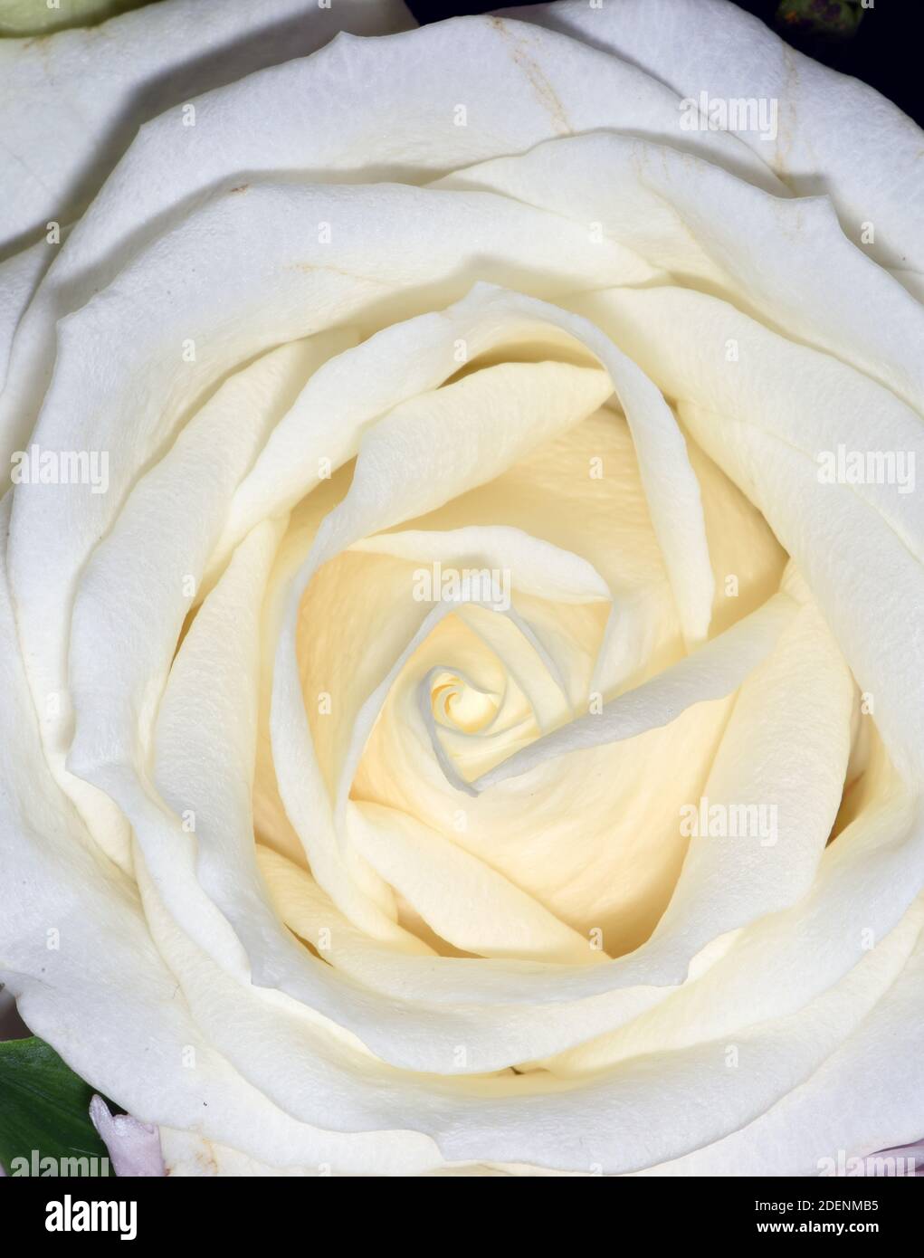 Una macro ancora vita dei petali di un bianco fiore di rose Foto Stock