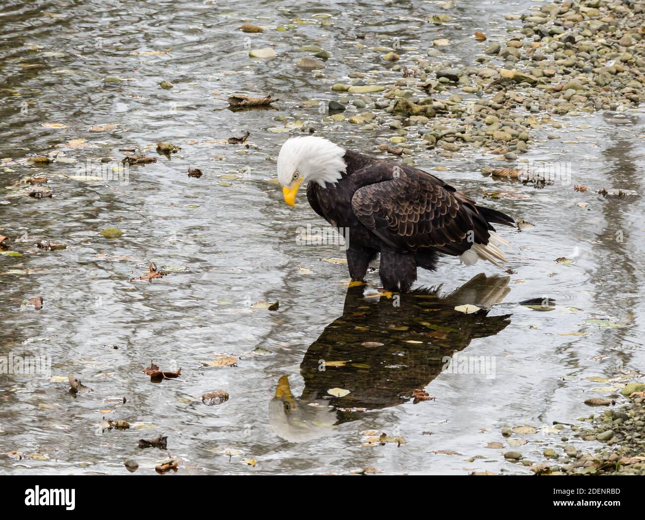 Aquila calva in piedi in acqua guardando il suo riflesso Foto Stock