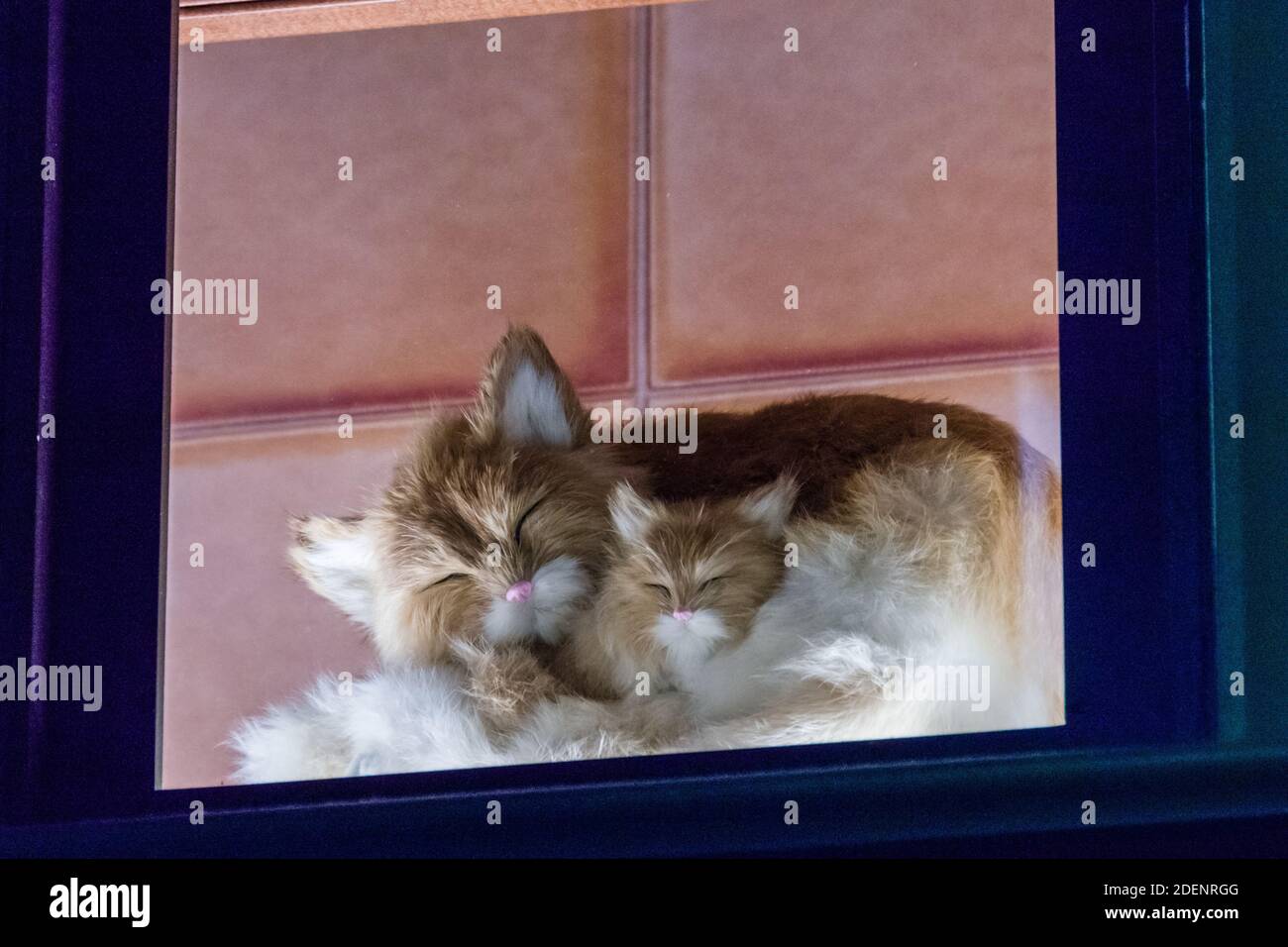 Las Vegas, Nevada, New York, New York, Kitties Foto Stock