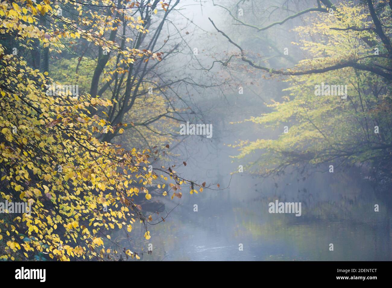 Fiume e alberi in una mattina nebbiosa in autunno in Northumberland sulle rive del fiume Wansbeck. Foto Stock