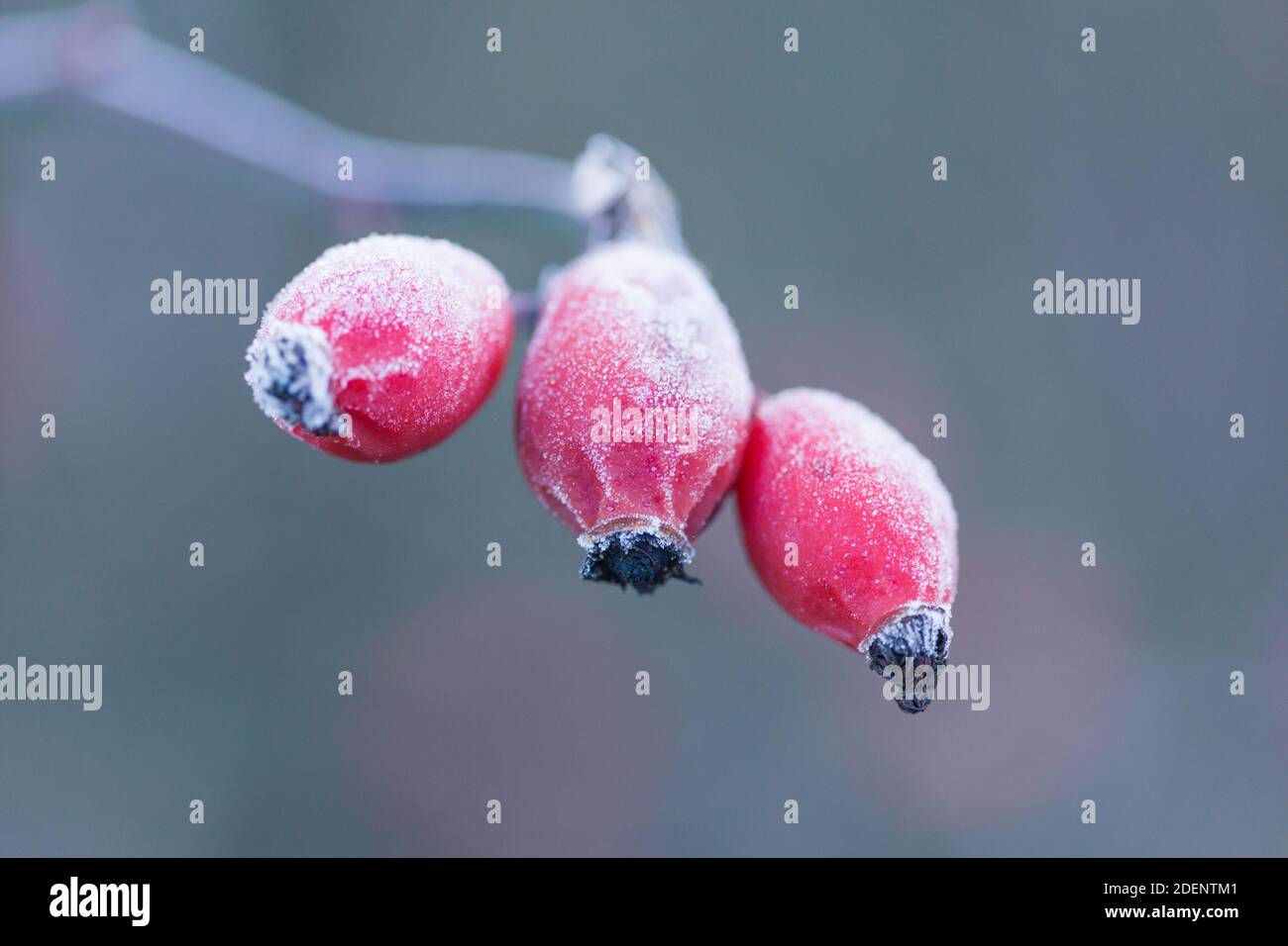 Fianchi di rosa rosso brillante allacciati al gelo in un bell'inverno giorno Foto Stock