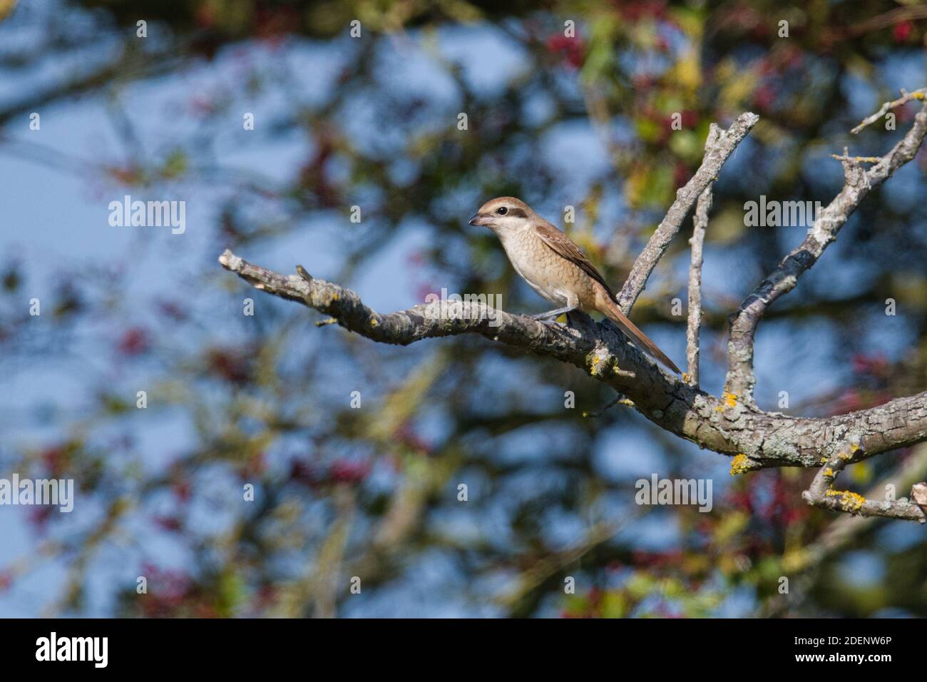 Brown Shrike, Warham Green, Norfolk Foto Stock