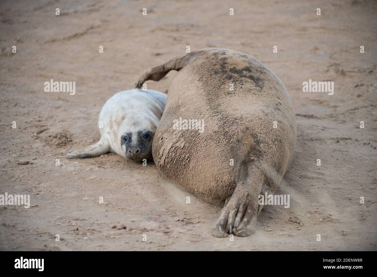 Mucca di foca grigia con cucino Foto Stock