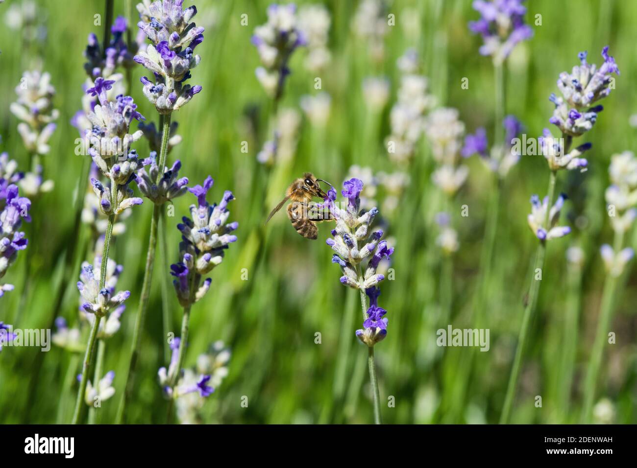 Miele Bee su lavanda, Ruddington Foto Stock