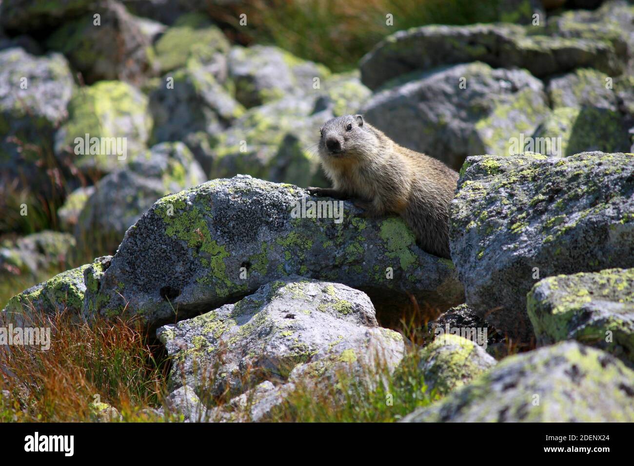 Marmotta nella valle di Chocholowska, Monti Tatra, Polonia Foto Stock