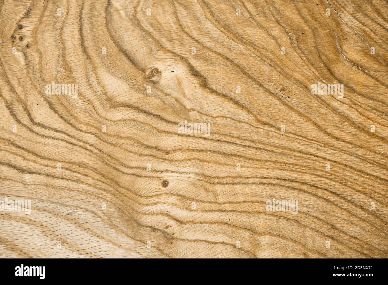 Sfondo naturale in legno con belle striature. Un pezzo intero di legno. Spazio di copia. Set Sail Champagne Foto Stock