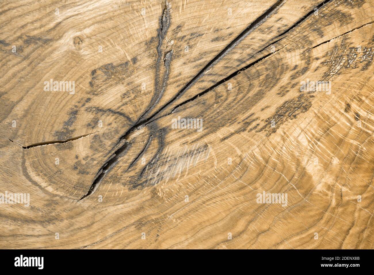 Sfondo naturale in legno con belle striature. Bruna crepa dove il nodo era . Pezzo solido di legno. Spazio di copia. Set Sail Champagne Foto Stock