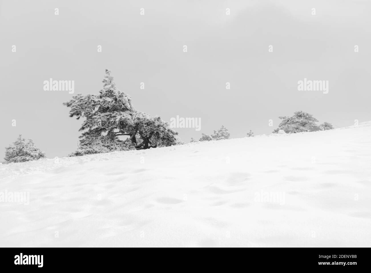 Paesaggio invernale in bianco e nero. Alberi di Natale ricoperti di neve in rondini. Deserto sfondo invernale con spazio per il testo. Terra da favola monocromatica Foto Stock