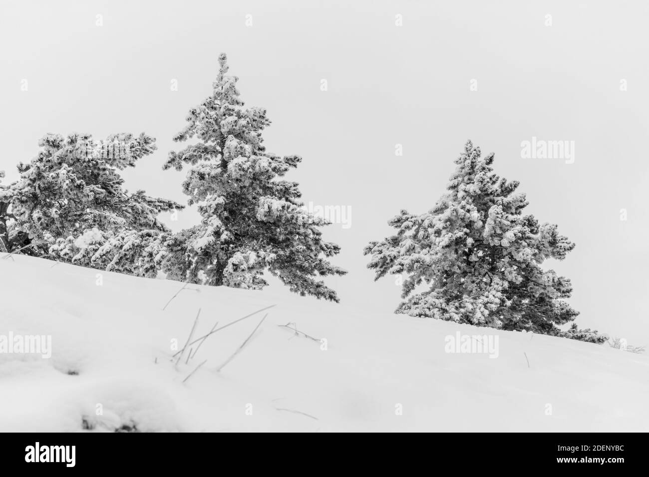 Paesaggio invernale in bianco e nero. Alberi di Natale ricoperti di neve in rondini. Deserto sfondo invernale con spazio per il testo. Terra da favola monocromatica Foto Stock