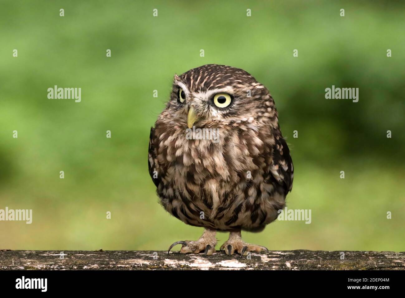 piccolo gufo rivolto in avanti con bei occhi gialli luminosi. Foto Stock