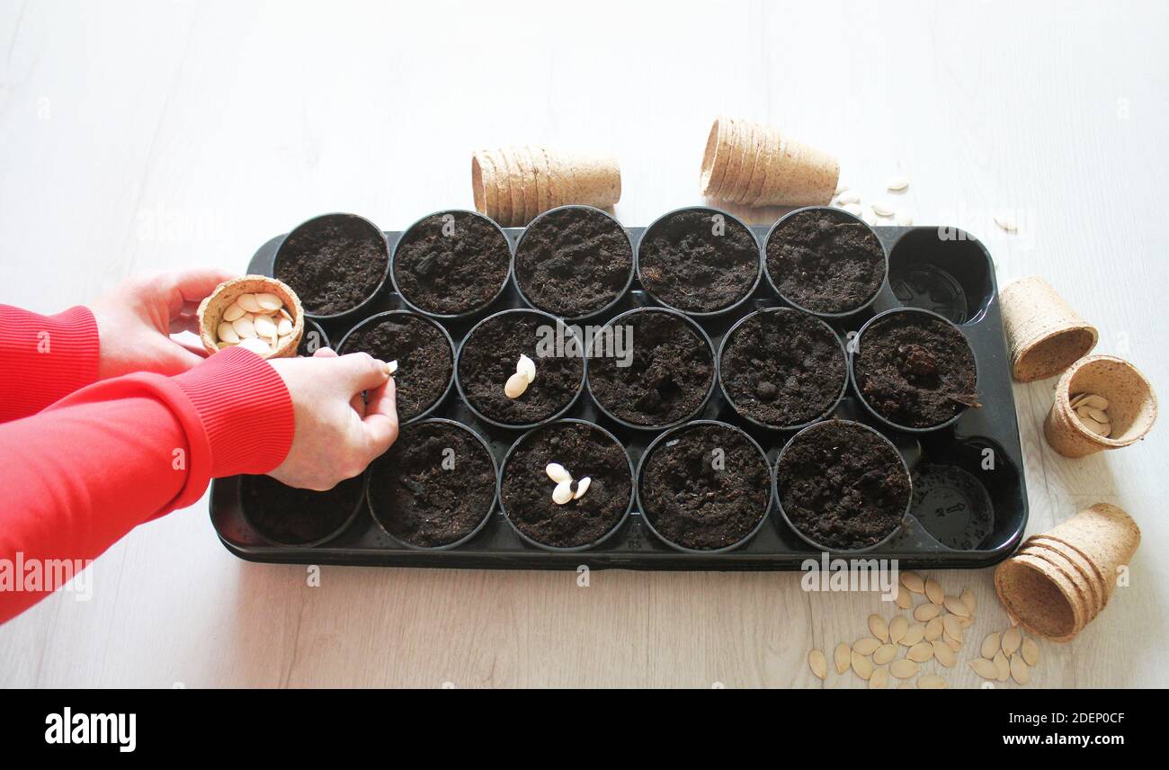 Le mani femminili che piantano semi in pentole. Vista dall'alto . Foto Stock