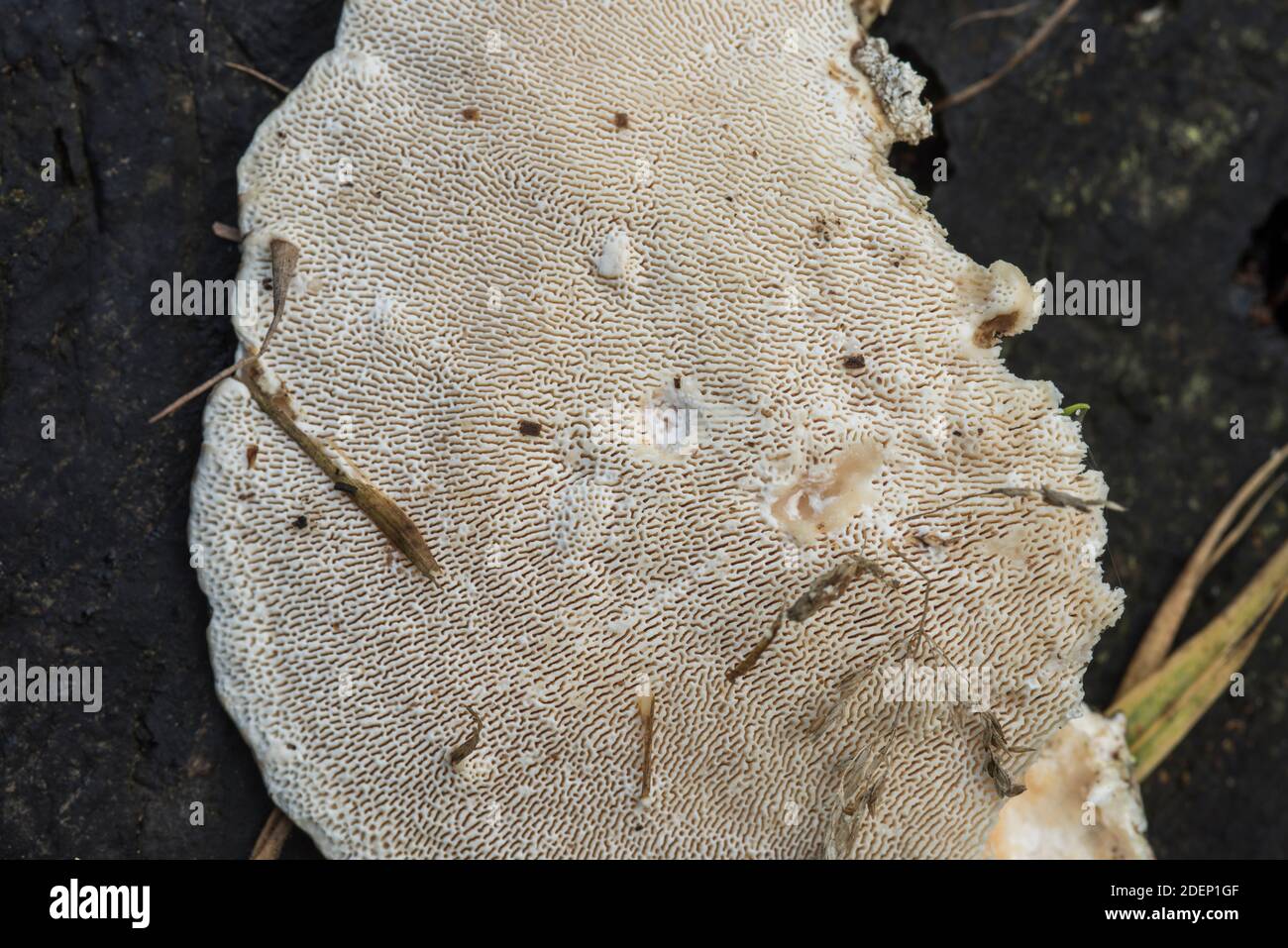 Lato inferiore di un fungo Lumpy Bracket (Trametes gibbosa) Foto Stock