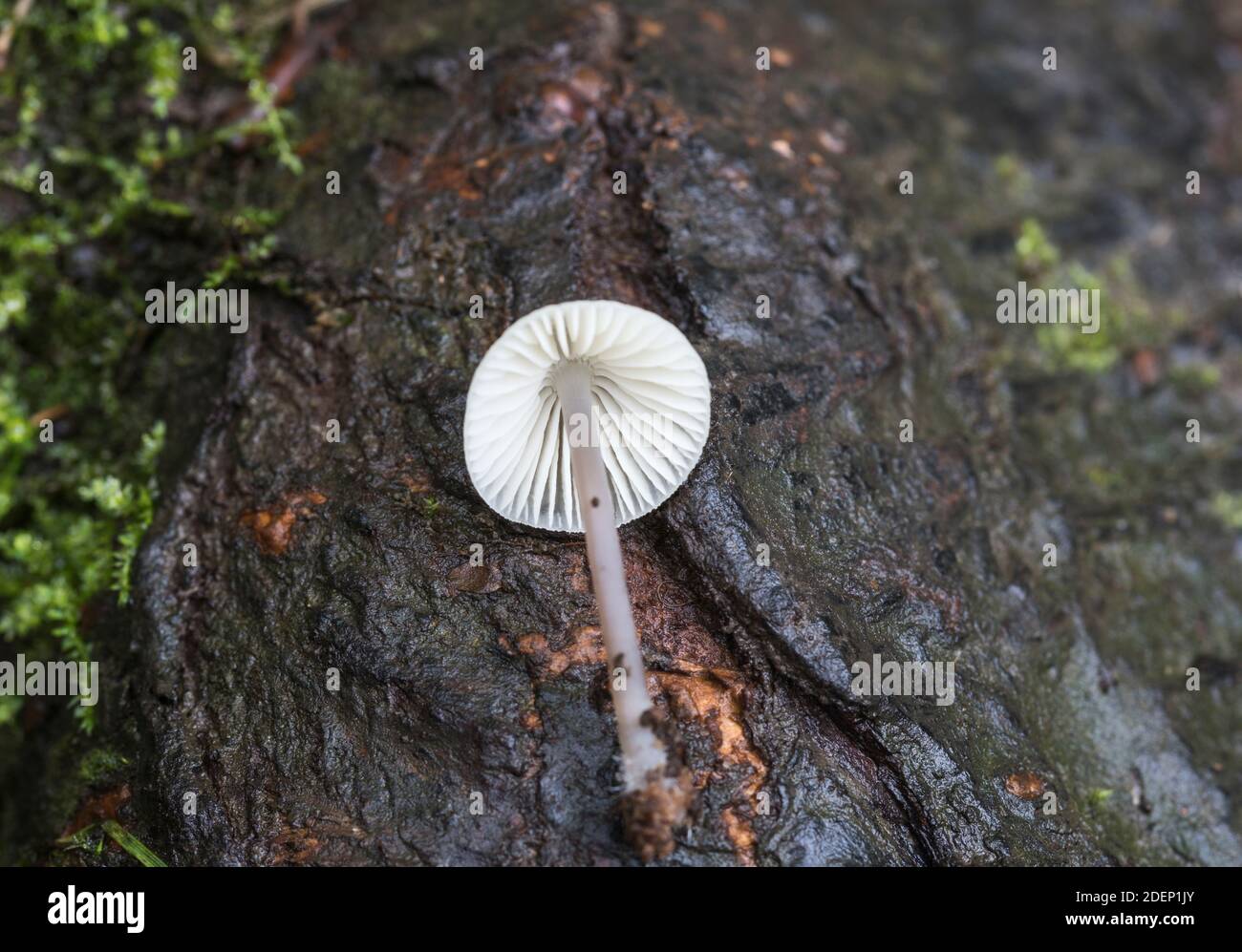 Fungus - Bonnet mungitura Bianco (Trametes gibbosa) Foto Stock