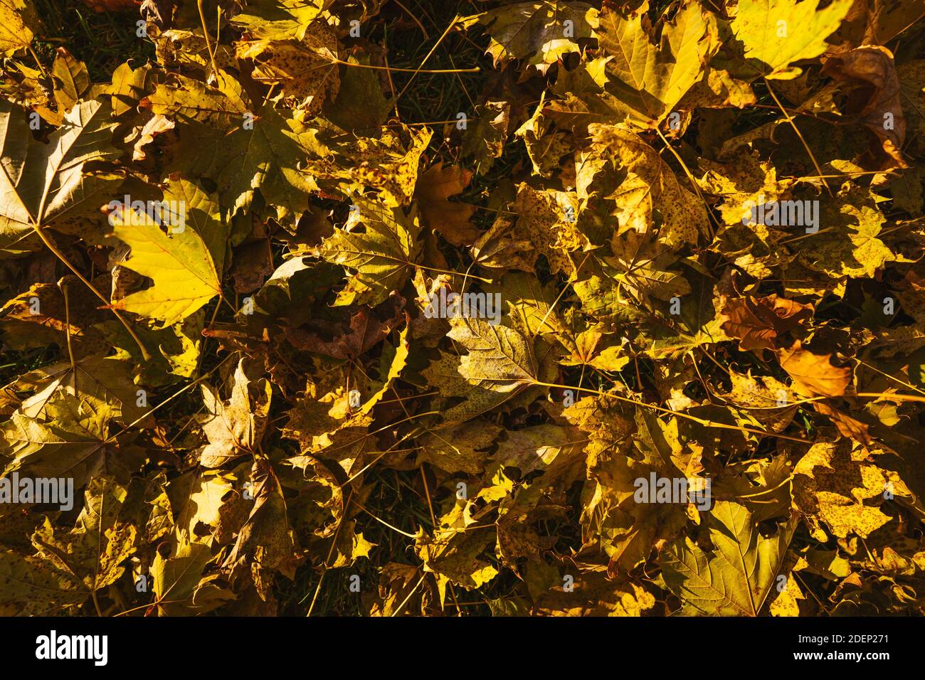 sfondo autunno colorato Foto Stock